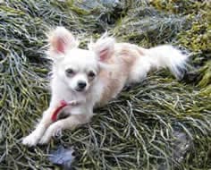 Lacey - adopted chihuahua