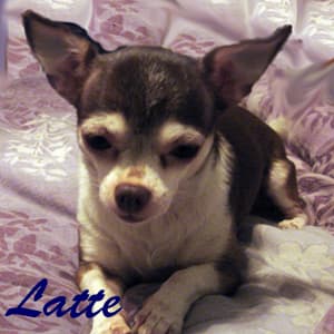 Latte - adopted chihuahua