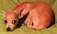 Lily - adopted chihuahua