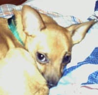 Link - adopted chihuahua