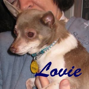Lovie - adopted chihuahua