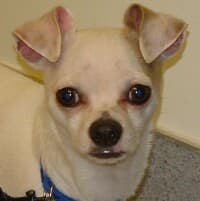 Lucky - adopted chihuahua