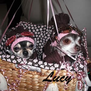 Lucy - adopted chihuahua