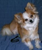 Maddie - adopted chihuahua