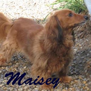 Maisey - adopted chihuahua