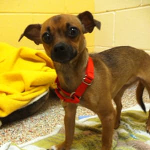 Mandy - adopted chihuahua