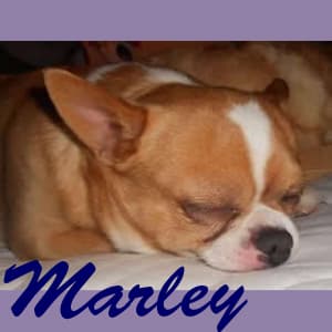 Marley - adopted chihuahua