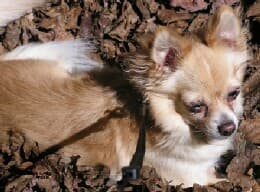 Marty - adopted chihuahua