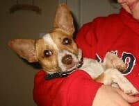 Max - adopted chihuahua