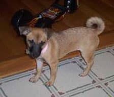 Maya - adopted chihuahua