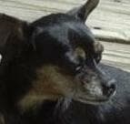 Meg - adopted chihuahua