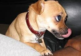 Mini - adopted chihuahua