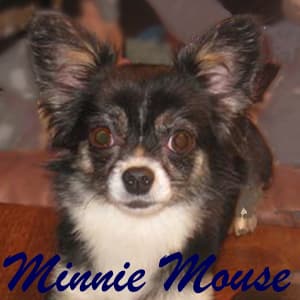 Minni - adopted chihuahua