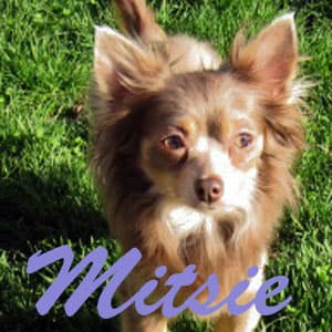 Mitsie - adopted chihuahua