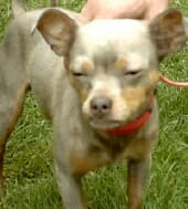 Mocha - adopted chihuahua