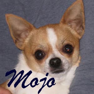Mojo - adopted chihuahua