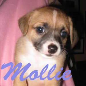 Mollie - adopted chihuahua