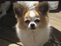 Molly - adopted chihuahua