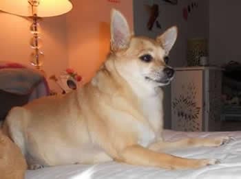 Montie - adopted chihuahua