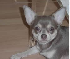 Morgan - adopted chihuahua