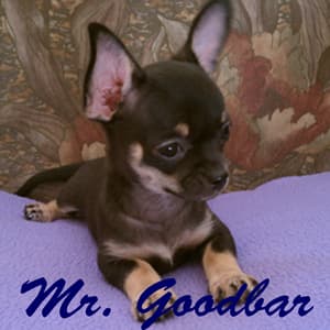 Mr. Goodbar - adopted chihuahua