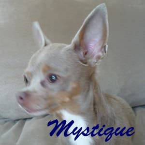 Mystique - adopted chihuahua