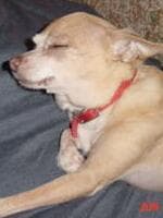 Newbie - adopted chihuahua