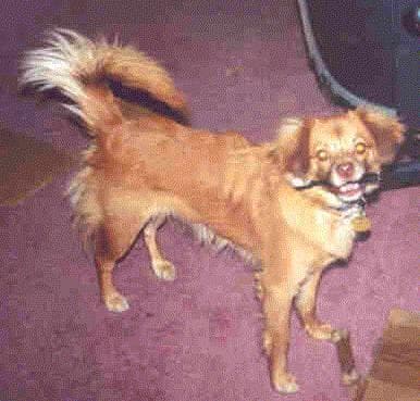 Niko - adopted chihuahua