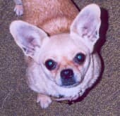 Nita - adopted chihuahua