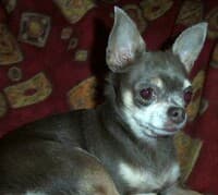 Nola - adopted chihuahua