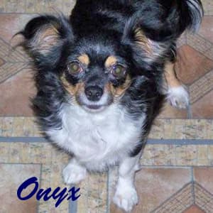 Onyx - adopted chihuahua