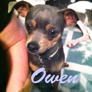 Owen - adopted chihuahua