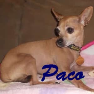 Paco - adopted chihuahua