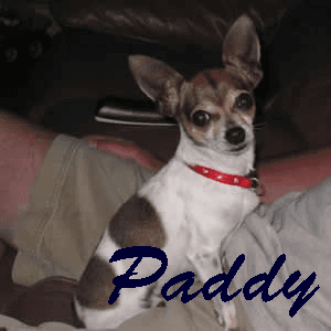 Paddy - adopted chihuahua