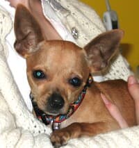 Peanut - adopted chihuahua