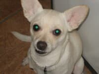 Pearl - adopted chihuahua
