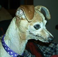 Pedro - adopted chihuahua