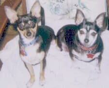 Peeps - adopted chihuahua