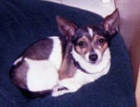 Peewee - adopted chihuahua