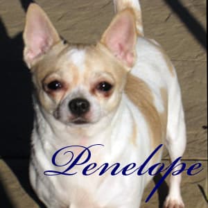 Penelope - adopted chihuahua