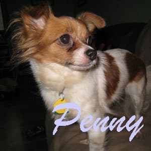 Penny - adopted chihuahua