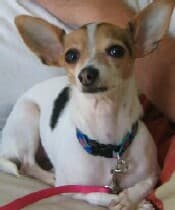 Pepper - adopted chihuahua