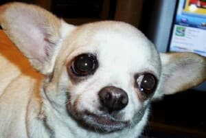 Persey - adopted chihuahua