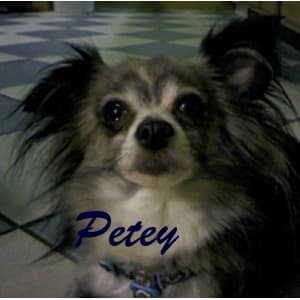 Petey - adopted chihuahua