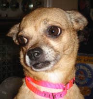 Phoebe - adopted chihuahua