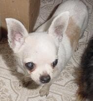 Pippa - adopted chihuahua