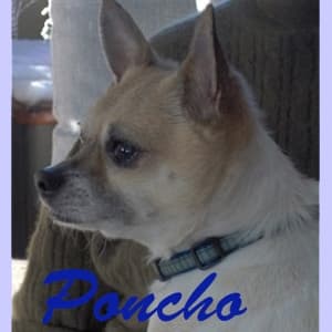 Poncho - adopted chihuahua