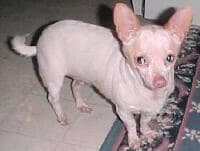 Princess - adopted chihuahua