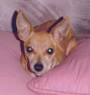 Reba - adopted chihuahua