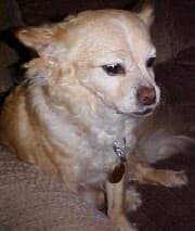 Reggie - adopted chihuahua